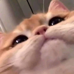 vicbux's Avatar'