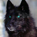 The_WolfsGrowl's Avatar'