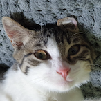 Tigga673988's Avatar'