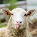 ressourse.KSS's Avatar'