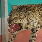 KobraDura's Avatar'