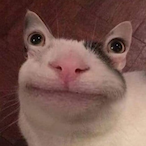 nominal_petal82's Avatar'