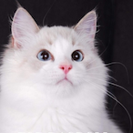 watch-back's Avatar'