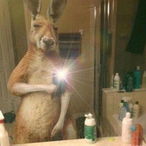 RaccoonMain's Avatar'