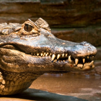 GaToR_LaLiGaToR's Avatar'