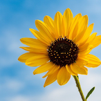 sunflower_man_'s Avatar'