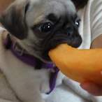 cantaloupdog's Avatar'