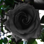 nycimnotalive's Avatar'