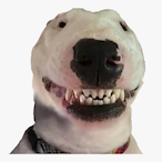Bibqi's Avatar'