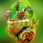 ChameleoZero's Avatar'