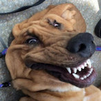 DogaoLoko's Avatar'