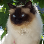 N1_Flammable's Avatar'