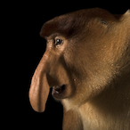 MooseMan5677's Avatar'