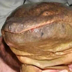 fatcrocodile.'s Avatar'