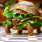 InsaneMelon13's Avatar'