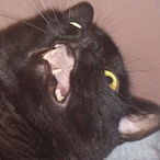 dustypann's Avatar'