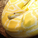 PeterPython's Avatar'
