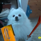 TheDoggoX's Avatar'
