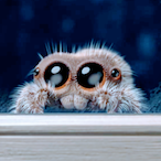 TheSpiderLord's Avatar'