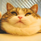 OBESE_CAT11's Avatar'