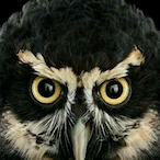 OWLXS's Avatar'