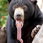 NorthPolar_Bear's Avatar'