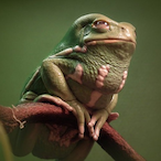 froggerzzz's Avatar'