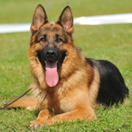 doG_Pastor's Avatar'