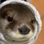 mojomaster2077's Avatar