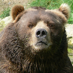 SirGingerBear's Avatar'