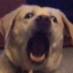 GatkaIsFatka's Avatar'
