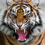 TheViciousTiger's Avatar'