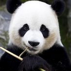 Beta_Male_Ted's Avatar'