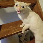 Kid_Of_Adverci's Avatar'