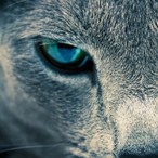 clippedbyp8328's Avatar'