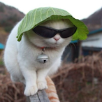 maleaf_'s Avatar'