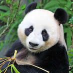 SWIX.Pandy's Avatar'