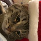 Ligma givr's Avatar'