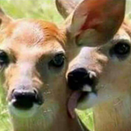 eva_pringles's Avatar'