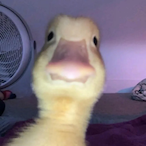 stepduck-'s Avatar'
