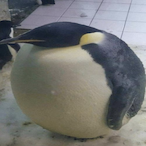 PEBISGOON's Avatar'