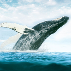 Whale-.'s Avatar'