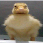 dink_crystalon's Avatar'