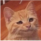 RZXNIXXXXXXX's Avatar'