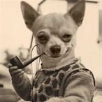 Meetcow_YP's Avatar'