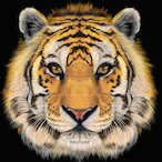 ilytyger's Avatar'
