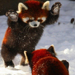 Rudolph1234's Avatar'