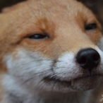 FluxyLittlePaws's Avatar'