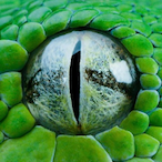 Vipera.'s Avatar'