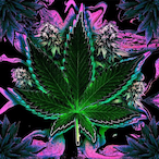 FadedDreamz_214's Avatar'